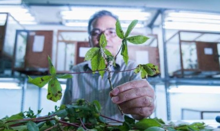 Des guêpes parasites au secours des cultures de manioc en Indonésie