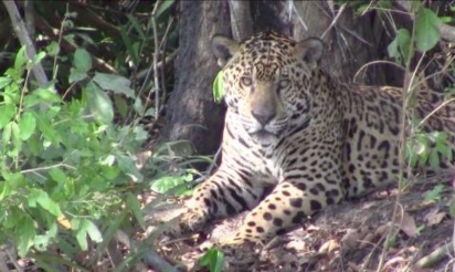 Le jaguar, roi menacé du Pantanal brésilien