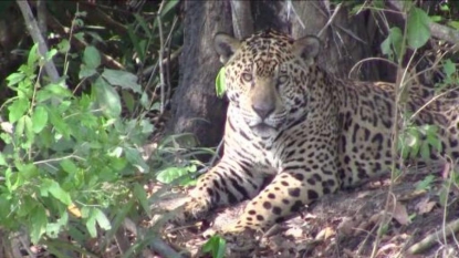 Le jaguar, roi menacé du Pantanal brésilien