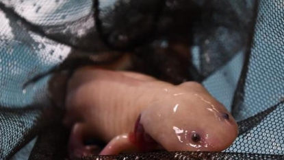 L’axolotl, petit monstre aquatique mexicain, en danger d’extinction