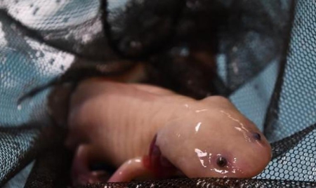 L’axolotl, petit monstre aquatique mexicain, en danger d’extinction