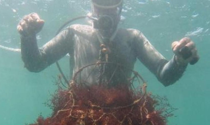 Au Maroc, le combat pour la survie de “l’or rouge” de l’agar-agar