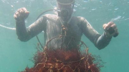 Au Maroc, le combat pour la survie de “l’or rouge” de l’agar-agar
