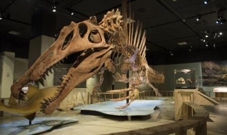 Le spinosaurus: découverte du 1er dinosaure adapté au milieu aquatique