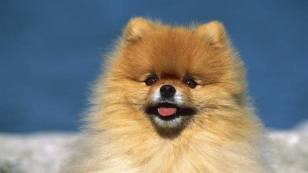 Etats-Unis : il cuisine le chien de sa compagne et le lui sert à manger