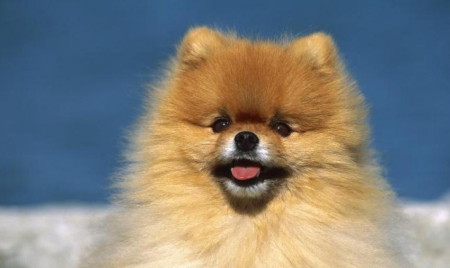 Etats-Unis : il cuisine le chien de sa compagne et le lui sert à manger