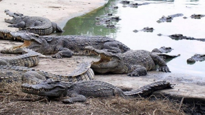 Une femme se suicide en se jetant dans un bassin de crocodiles