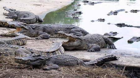 Une femme se suicide en se jetant dans un bassin de crocodiles