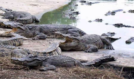 Une femme se suicide en se jetant dans un bassin de crocodiles