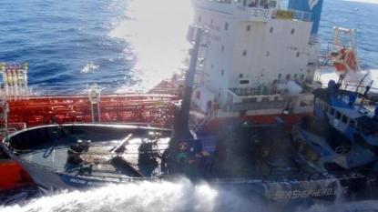Le Japon ira cette année en Antarctique mais ne tuera pas de baleines