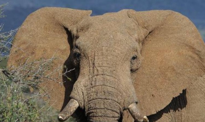 Ivoire: un réseau de trafiquants démantelé au Mozambique