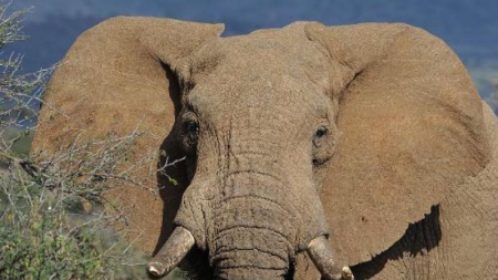 Ivoire: un réseau de trafiquants démantelé au Mozambique