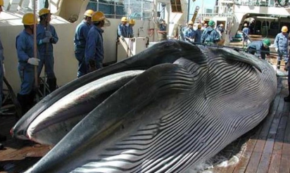 Baleines: le Japon sur la sellette à Portoroz