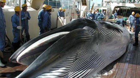 Baleines: le Japon sur la sellette à Portoroz