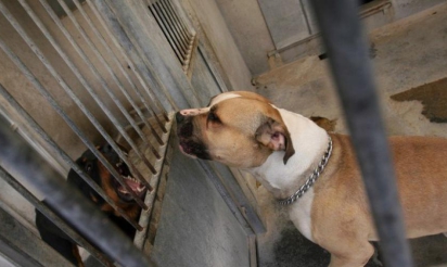 Meurthe-et-Moselle : un responsable FN appelle son chien “Itler”