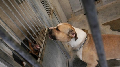 Meurthe-et-Moselle : un responsable FN appelle son chien “Itler”