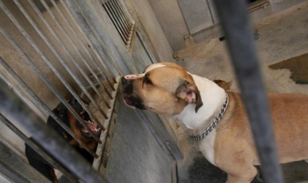 Meurthe-et-Moselle : un responsable FN appelle son chien “Itler”