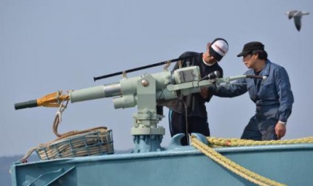 La Commission baleinière durcit les critères de la chasse scientifique à la baleine