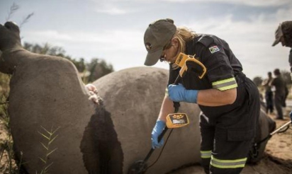 La lutte de l’Afrique du Sud pour sauver ses rhinocéros