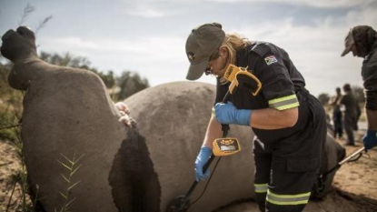 La lutte de l’Afrique du Sud pour sauver ses rhinocéros