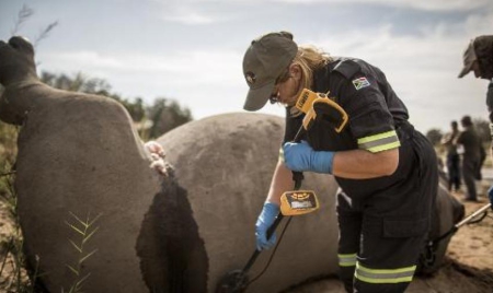 La lutte de l’Afrique du Sud pour sauver ses rhinocéros