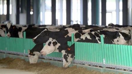 Le Foll ne soutient pas la ferme des 1.000 vaches, mais elle “respecte les règles”