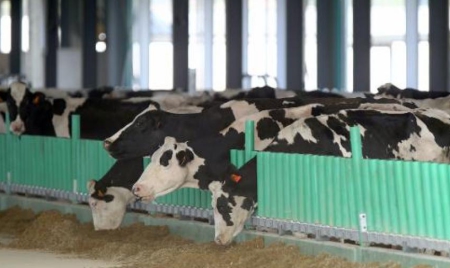 Le Foll ne soutient pas la ferme des 1.000 vaches, mais elle “respecte les règles”