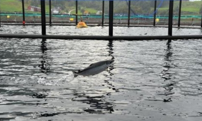 ENQUETE – La Norvège tente de lever la suspicion sur son précieux saumon