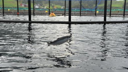 ENQUETE – La Norvège tente de lever la suspicion sur son précieux saumon