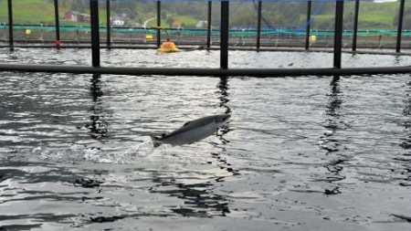 ENQUETE – La Norvège tente de lever la suspicion sur son précieux saumon