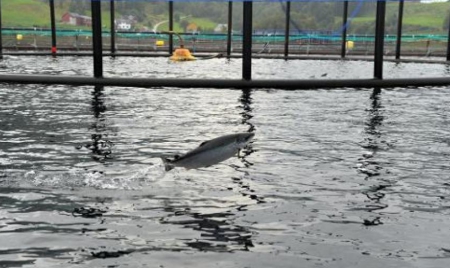 ENQUETE – La Norvège tente de lever la suspicion sur son précieux saumon