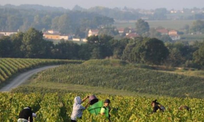 Val de Loire: les vendanges s’élancent sur 800 kilomètres