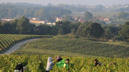 Val de Loire: les vendanges s’élancent sur 800 kilomètres