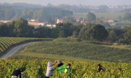 Val de Loire: les vendanges s’élancent sur 800 kilomètres