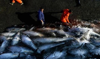 Pêche durable: toutes les conserves de thon ne se valent pas, selon Greenpeace