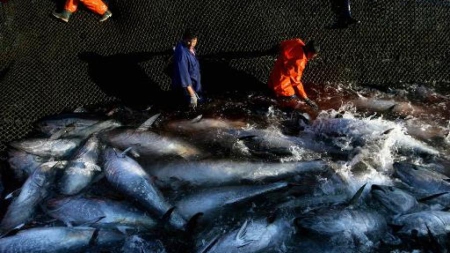 Pêche durable: toutes les conserves de thon ne se valent pas, selon Greenpeace