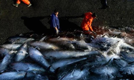 Pêche durable: toutes les conserves de thon ne se valent pas, selon Greenpeace