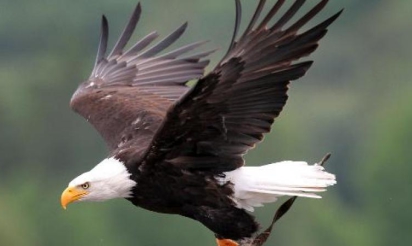 Changement climatique: 50% des espèces d’oiseaux d’Amérique du Nord en péril