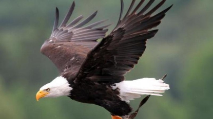 Changement climatique: 50% des espèces d’oiseaux d’Amérique du Nord en péril
