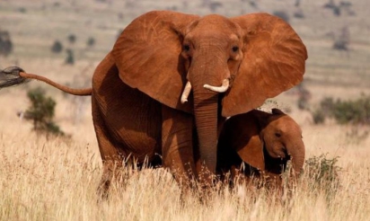 Marche mondiale contre le braconnage des éléphants