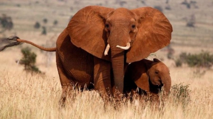 Marche mondiale contre le braconnage des éléphants