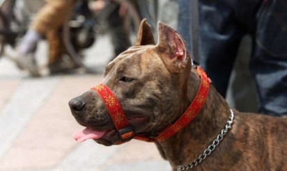 Enfants mordus par un chien: deux autres hommes gardés à vue