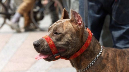 Enfants mordus par un chien: deux autres hommes gardés à vue