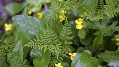 La communauté internationale au chevet de la biodiversité