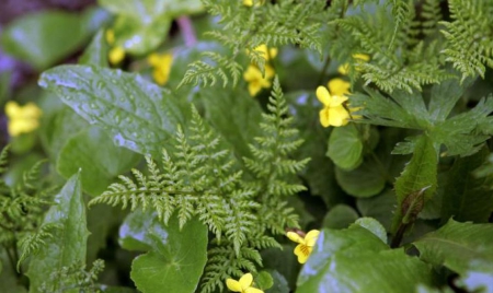 La communauté internationale au chevet de la biodiversité