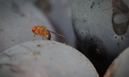 Une espèce invasive de moucherons inquiète chercheurs et agriculteurs