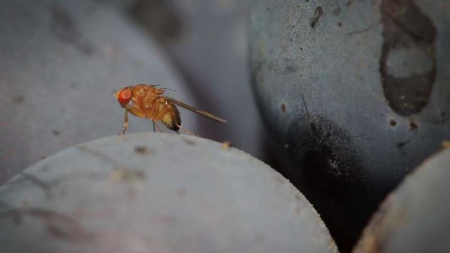 Une espèce invasive de moucherons inquiète chercheurs et agriculteurs