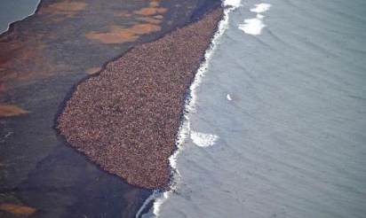Alaska: 35.000 morses s’échouent, le réchauffement climatique en cause