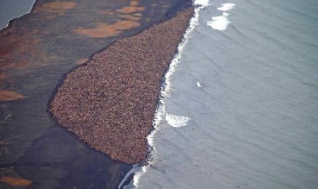 Alaska: 35.000 morses s’échouent, le réchauffement climatique en cause
