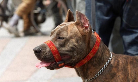 Un chien mord quatre enfants au Havre, une fillette grièvement blessée